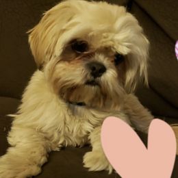 Shih Tzus from MM Doggz R Us