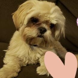 Shih Tzus from MM Doggz R Us