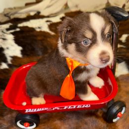Boy 4 - Red tri male Miniature Australian Shepherd puppy in Graham, North Carolina from Thompson Farm Mini Aussies