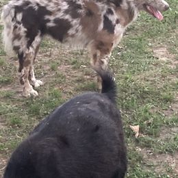 Australian Shepherds from Southern Blessed Farm