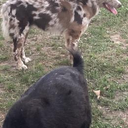 Australian Shepherds from Southern Blessed Farm