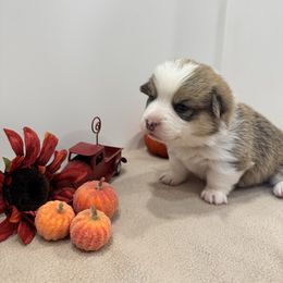 Gatsby(green) - Red male Pembroke Welsh Corgi puppy in Millsap, Texas from Punchy Pembroke Ranch