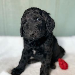 Clara Belle - Black and white female Bernedoodle puppy in Osage City, Kansas from Golden Ridge Goldens