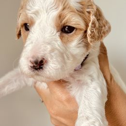 Goldendoodle Puppies from Sunrise Doodles