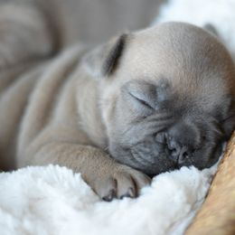 French Bulldog and Goldendoodle Puppies from Fox Run Farm