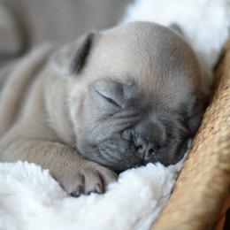 French Bulldog and Goldendoodle Puppies from Fox Run Farm