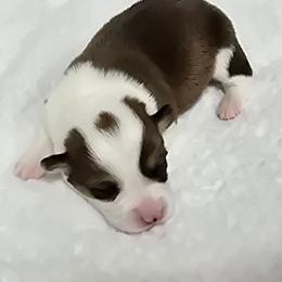 BRICE - Sable male Pembroke Welsh Corgi puppy in Walker, Iowa from Double K Corgis