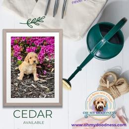 Goldendoodle Puppies from Jeremy Dafoe