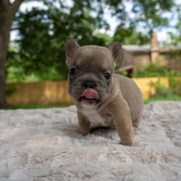 Blue fawn male2 - Tricolors male French Bulldog puppy in Denison, Texas from Lovemyfrenchies – Stoddard Frenchbulldog's