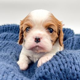 Girl 3 - female Cavalier King Charles Spaniel puppy in Eau Claire, Wisconsin from Regal Cavaliers