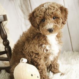 Jasper - Red  male Poodle puppy in Etna Green, Indiana from Perfect Match Poodles