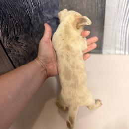 Samantha - Merle female Chihuahua puppy in Sherwood, Arkansas from Bartelt Breeders