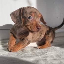Peanut - Dapple female Dachshund puppy in Callahan, Florida from Little Foot Kennels