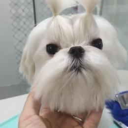 Minam - Maltese