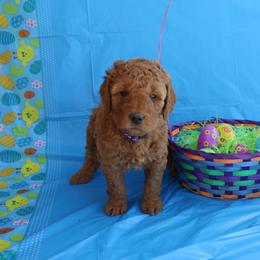 Goldendoodle Puppies from Rockin R Doodles