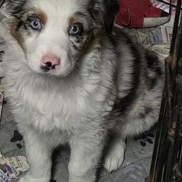 Elsa - Blue merle female Australian Shepherd puppy in Belmont, New Hampshire from Sharon's Australian Shepherds