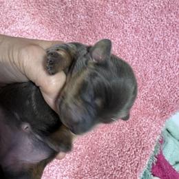 Blue girl - Blue and tan female Dachshund puppy in Fayetteville, Pennsylvania from PA's Darling Doxies
