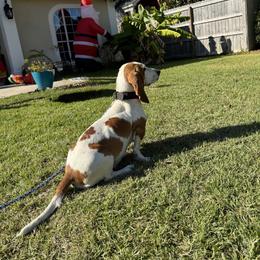 Chloe - Basset Hound