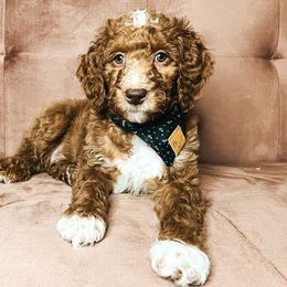 Goldendoodle Puppies from The Doting Doodle