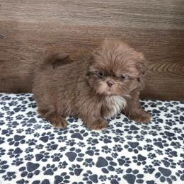 Male 3 - Chocolate male Shih Tzu puppy in Meadows Of Dan, Virginia from Walt’s Shih Tzus