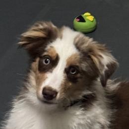 Aussiedoodle and Miniature American Shepherd Puppies from Lori Davis