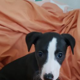 Whippet Puppies from Whippets of Astora