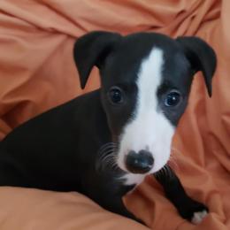 Whippet Puppies from Whippets of Astora