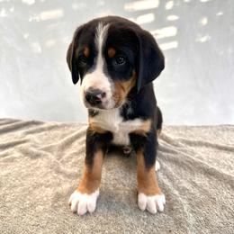 Red - Black, white and red male Greater Swiss Mountain Dog puppy in Pasadena, California from Park Place Swissys