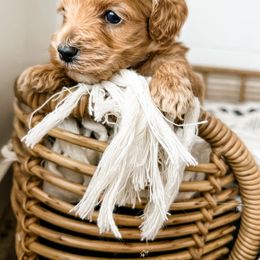 Cavapoo, Cockapoo, and Goldendoodle Puppies from Rocking JH Doodles