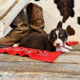 'Lizzie' - Red tri-color female Australian Shepherd puppy in Durand, Wisconsin from Larson’s Legacy Aussome Aussie Kennels
