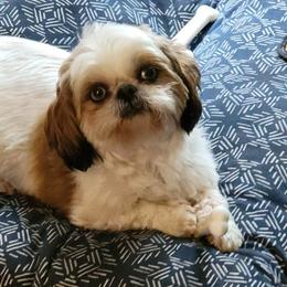 Butters - Shih Tzu