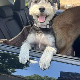 Miniature Schnauzer Puppies from Puppies Paw Schnauzers in Colorado