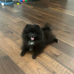 Huck - Black male Pomeranian puppy in Lyons, Georgia from Its a Poms Life Kennel