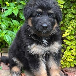 Girl 4 - Black and tan female German Shepherd puppy in Lordstown, Ohio from Jewels German Shepherd