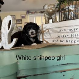 Girl 1 - Black and white female Shihpoo puppy in Cottondale, Florida from Pat’s precious puppies