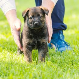 German Shepherd Puppies from Faoladh German Shepherds