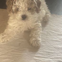 Cockapoo, Sheepadoodle, and Whoodle Puppies from Saddle Mountain Doodles