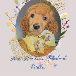 William - Red  Poodle puppy in Oceanside, New York from Anastasia STANDARD Poodles three four seven seven five four two three four five