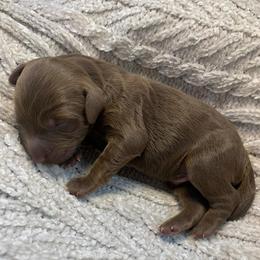 Nolan - Phantom male Goldendoodle puppy in Calhoun, Georgia from FamilyLoved Doodles