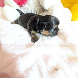 Boy 1 - Black and tan male Shih Tzu puppy in Port Huron, Michigan from Shih Tzu Cottage