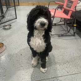 Willow - Bernedoodle