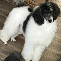Golden Retriever and Poodle All Grown Up from ERSA Acres Golden Retrievers...limited registration only offered