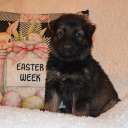 Purple Collar Female - Sable female German Shepherd puppy in Marianna, Florida from Haus M Godwin