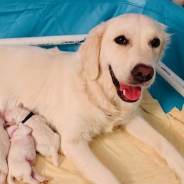 Golden Retrievers from Theadorable Sugar Babies