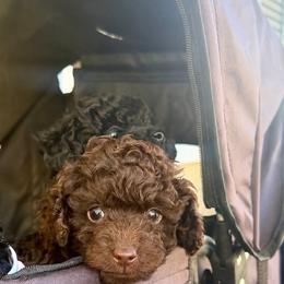 Puppy 1 - Brown male Poodle puppy in Oakland, Pennsylvania from Tiny Toy Poodles