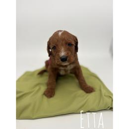 Etta - Red  female Goldendoodle puppy in Smithfield, Kentucky from KBK9 Kennels