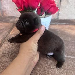 Red collar - Silver male Pug puppy in Tucson, Arizona from Furever Friends