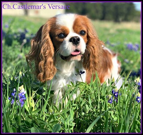 Castlemar store cavalier puppies