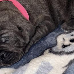 Cane Corso from BigBang Cane Corso