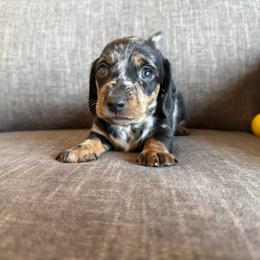 Maverick - Dapple male Dachshund puppy in Tonopah, Arizona from Brandie's Dachshunds